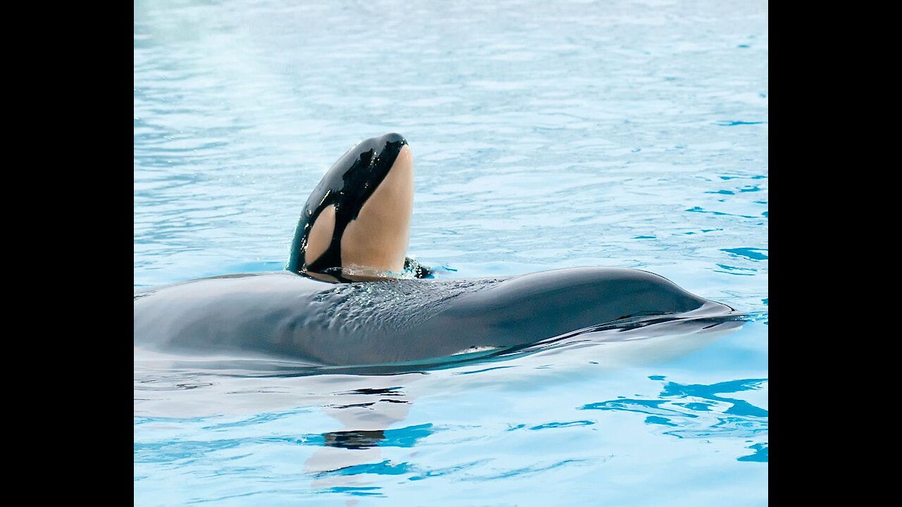 Seaworld Killer Whale Show Goes Wrong