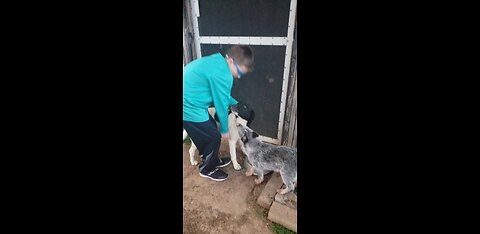 BLUE HEELER PUPPY EATS LEG OF BABY HORSE THAT DIED AT BIRTH!