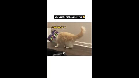 Funny cats