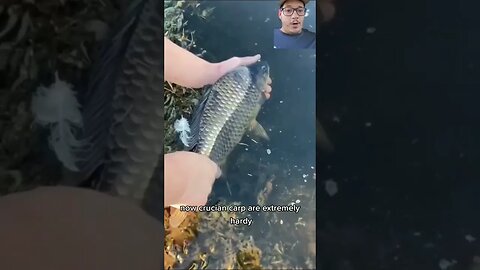 Goldfish are cooler than you think