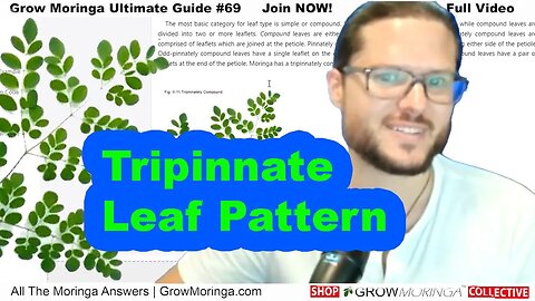 Interesting Moringa Leaf Structure : Compounded Opposite Tripinnate Leaves