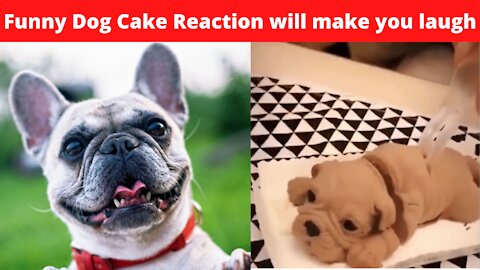 Funny Dog Cake Reaction Compilation - Dogs Reaction to Dog Cake