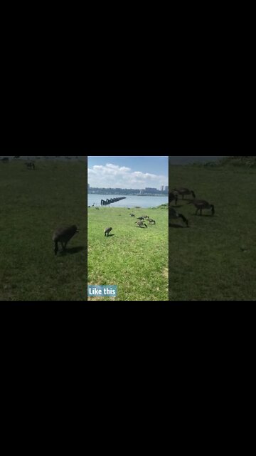 Exclusive goose nature interview