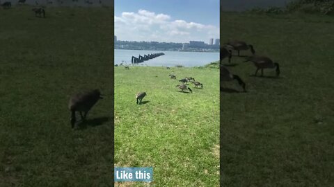 Exclusive goose nature interview