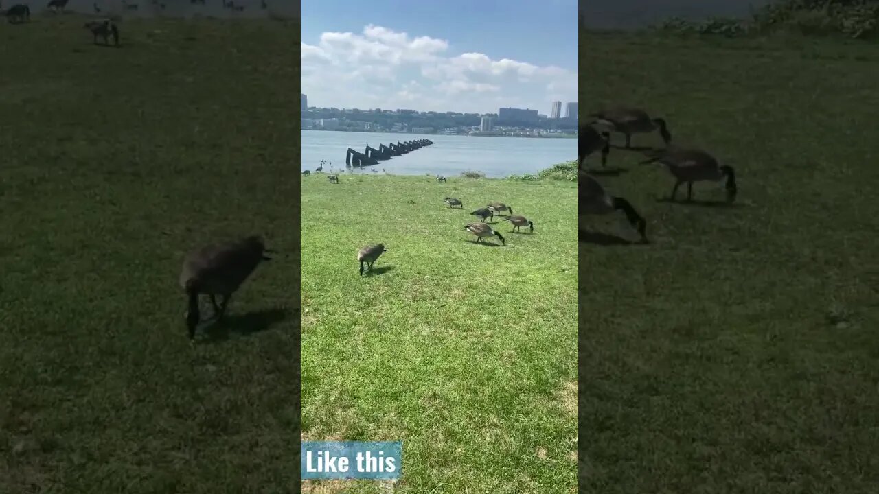 Exclusive goose nature interview