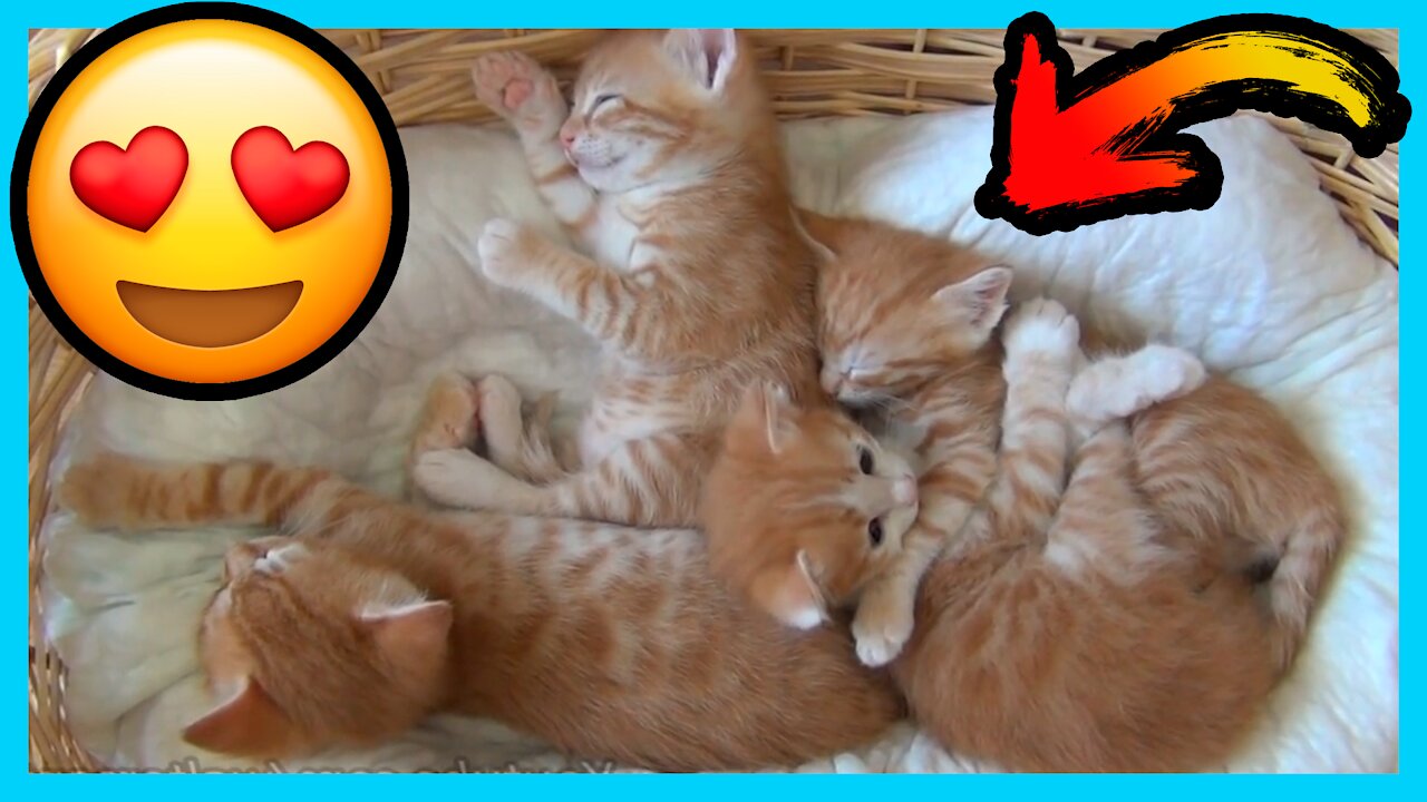 Mom cat with 4 meowing kittens no added music pure cuteness 02