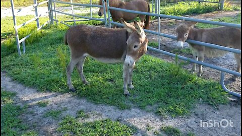 Donkeys Meeting For the First Time