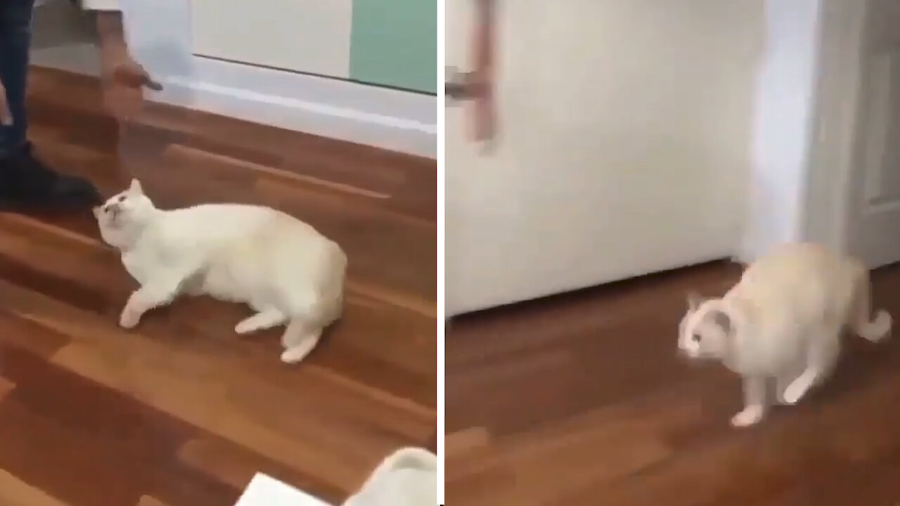 cat enjoys floor slides