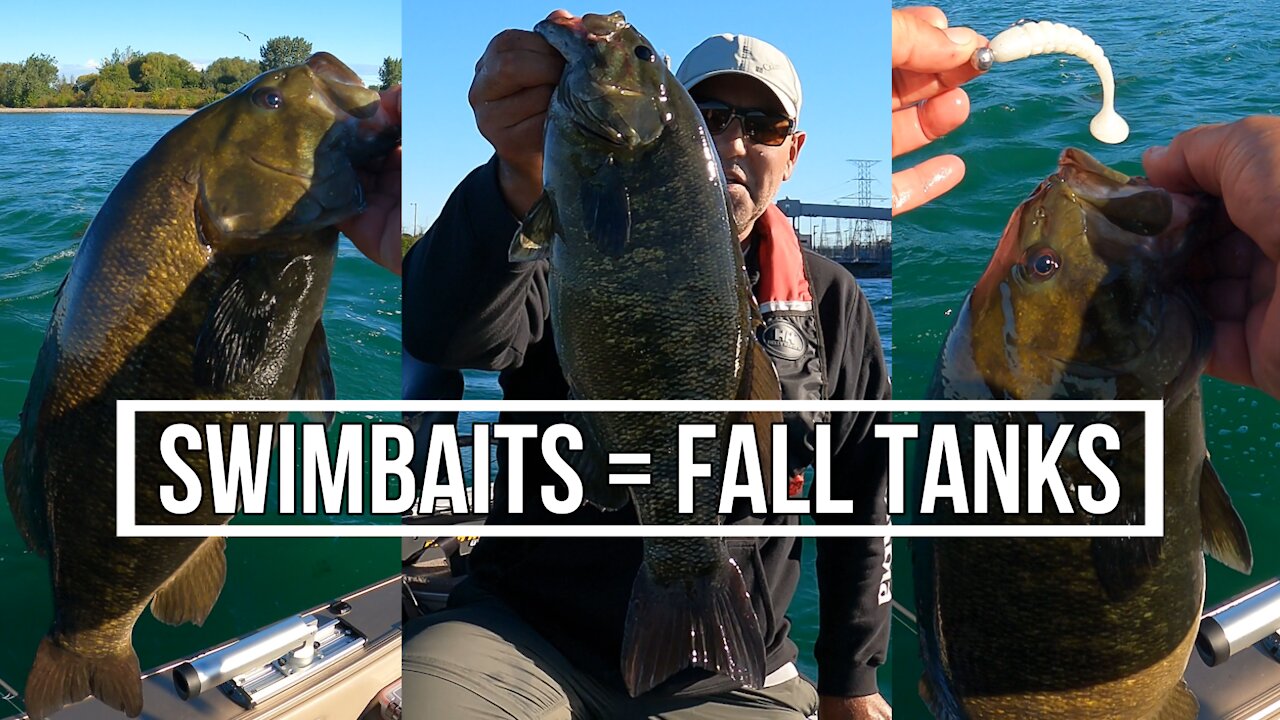 Swimbaits For Big Fall Smallies - Lake Ontario Smallmouth Bass - September 2021