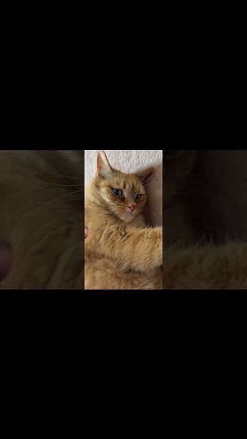 Unbothered King 👑