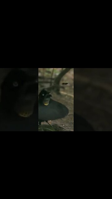 Wahnes's Parothia Dance