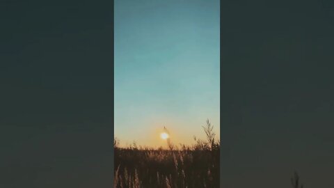 "The Sun Sets Behind wheat field" #sun #shorts #sunset