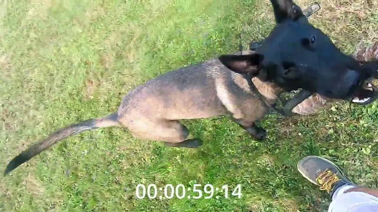 Belgian Malinois Finds 3 Antlers In Under 3 Minutes
