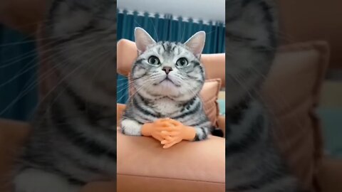 Funny Cats Video