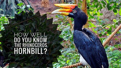 Rhinoceros hornbill || Description, Characteristics and Facts!