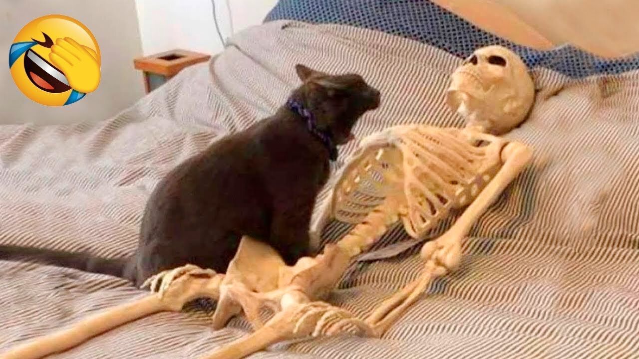 Funniest Animals 2022 π Funniest Cats and Dogs πΊπΆ