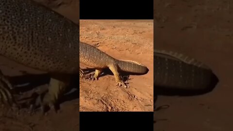 Animais engraçados 12 Lagarto encrenqueiro - #shorts