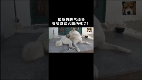 狗狗无情的撕咬自己，是什么原因？#传递正能量#狗狗#救助流浪狗#关爱流浪动物#善待动物关爱生命#狗是人类最忠诚的朋友