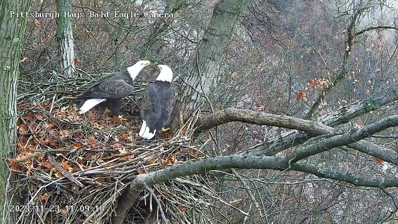 Hays Eagles Mom's Call vs Red Tailed Hawk's call study 11.23.23