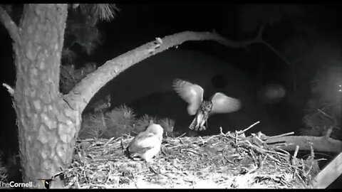 Dad Delivers Breakfast 🦉 3/27/22 05:55