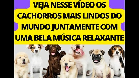 NESSE VÍDEO VOCÊ IRÁ VER OS CACHORROS MAIS FOFOS DO MUNDO, JUNTAMENTE COM UMA BELA MÚSICA RELAXANTE