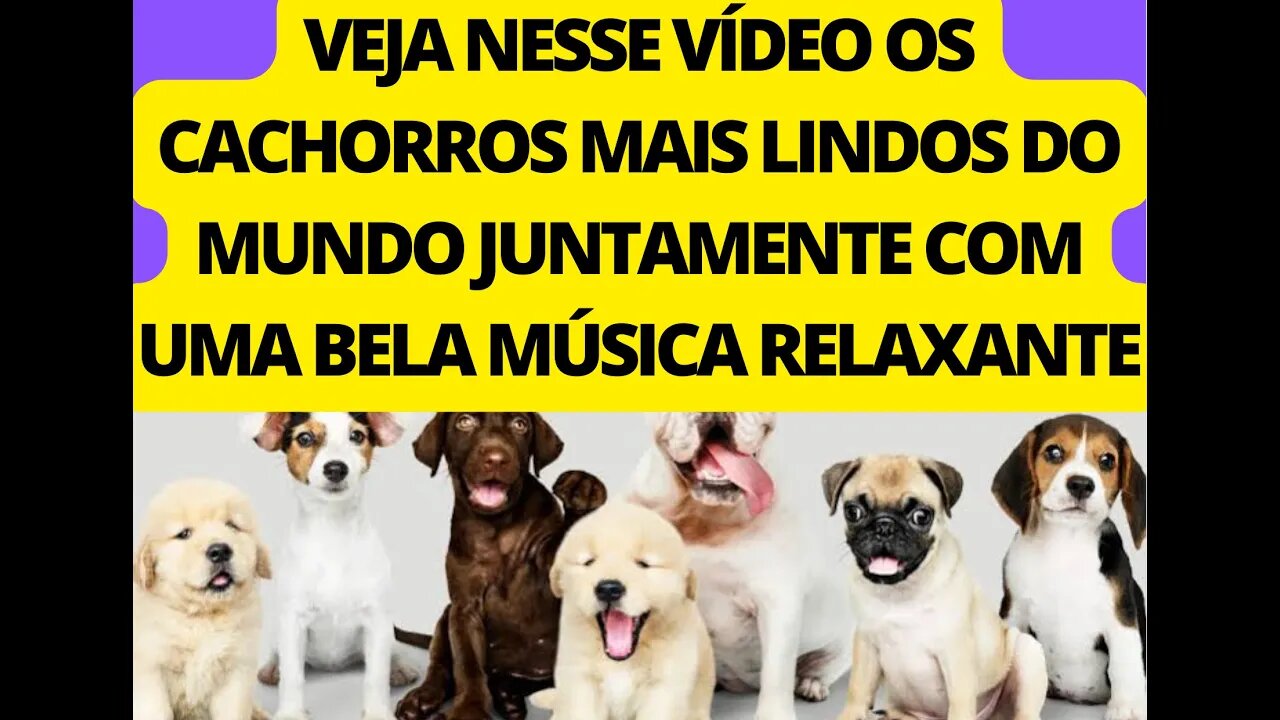 NESSE VÍDEO VOCÊ IRÁ VER OS CACHORROS MAIS FOFOS DO MUNDO, JUNTAMENTE COM UMA BELA MÚSICA RELAXANTE