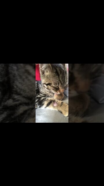 Cutest little feral kitten, doing well.