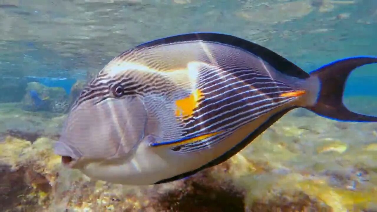 Underwater surgeon fish swimming on coral reef in clear ocean water Exotic fish and animal in Red S