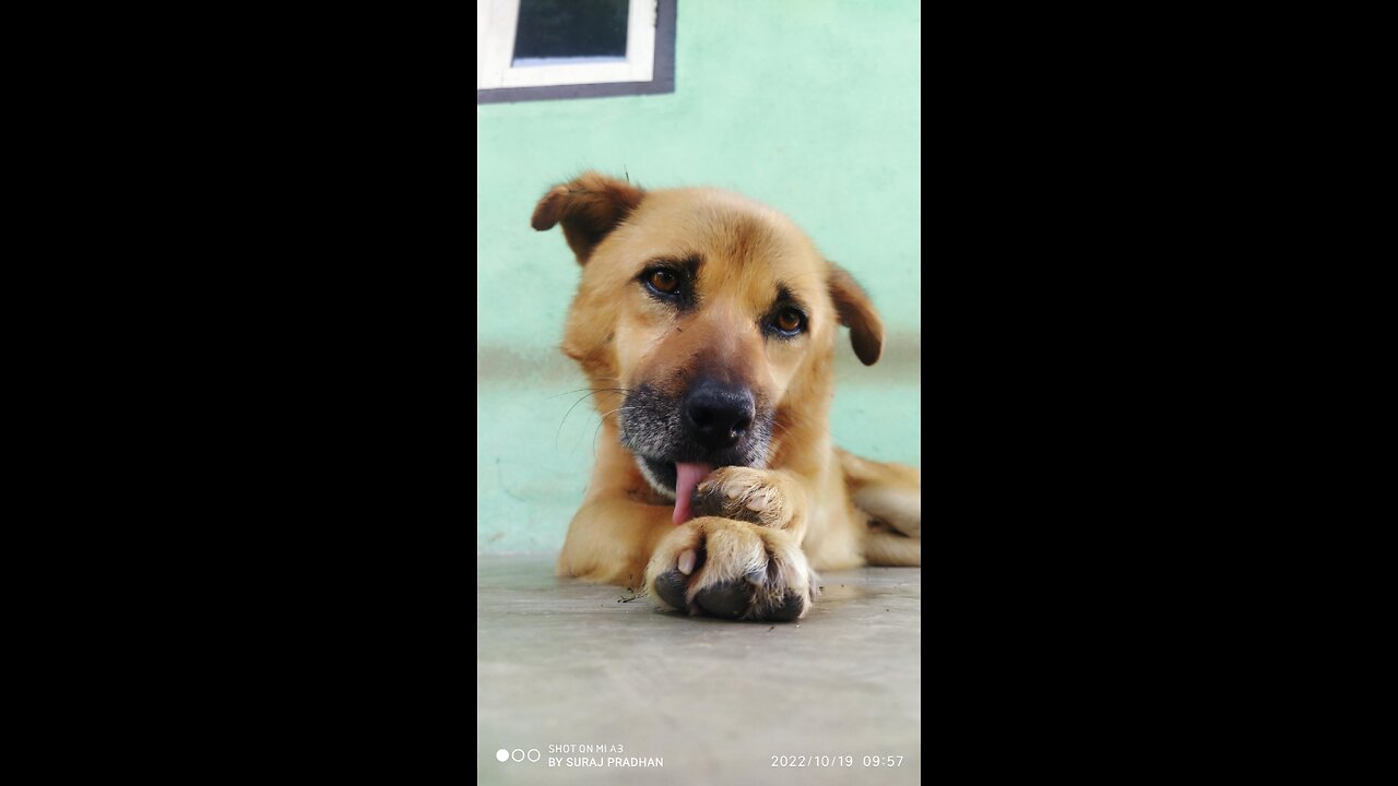 mummy dog and puppies playing