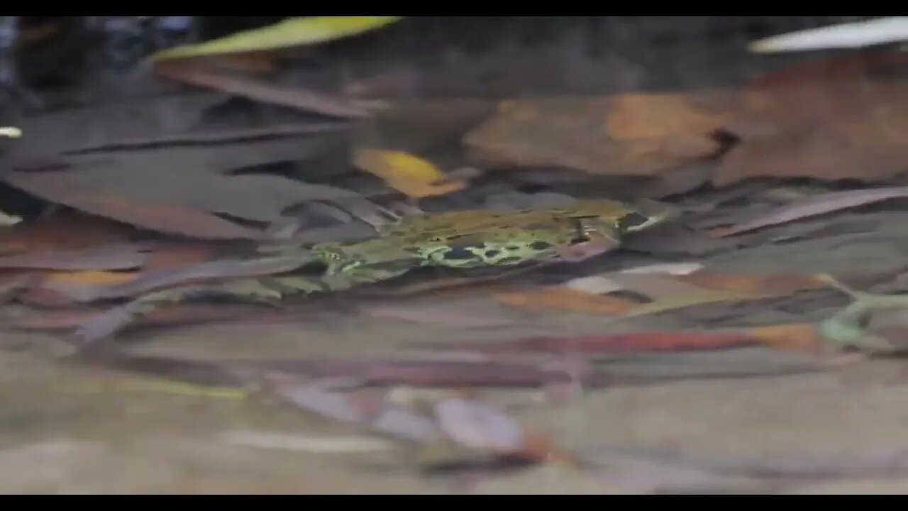 Common Frog in shallow water. Rana temporaria temporaria is a largely terrestrial frog native to Eur