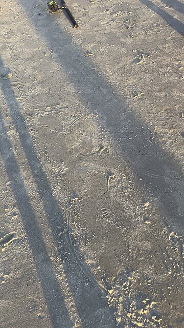 Dude Caught a Stingray 🎣 #NorthCarolina #beach #fishing #stingray