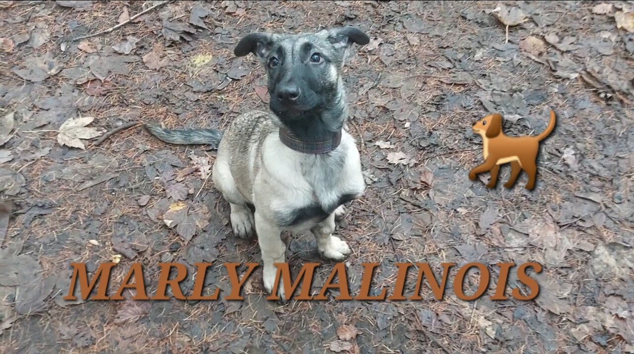 MARLY MALINOIS