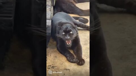 Da medo só de olhar 😱😱😱 #shorts