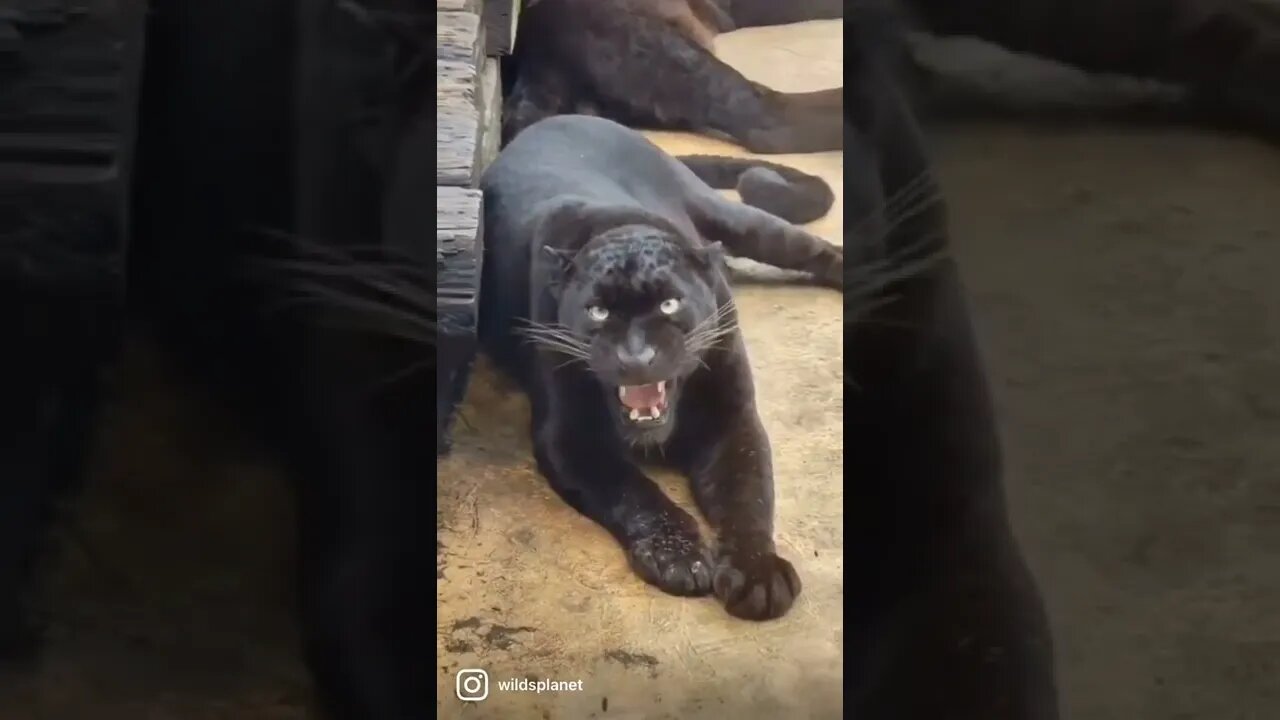 Da medo só de olhar 😱😱😱 #shorts