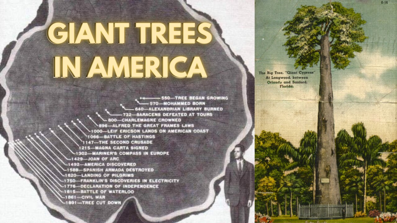 Land of the Giant Trees - Old World Trees of America