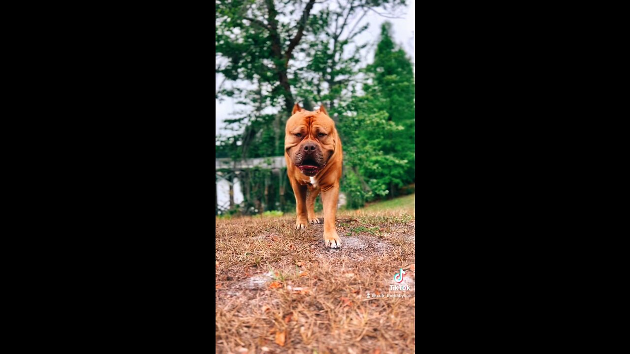 MASSIVE Pit Bull aka “The Baby Lion” on the prowl 🦁🧡🐅