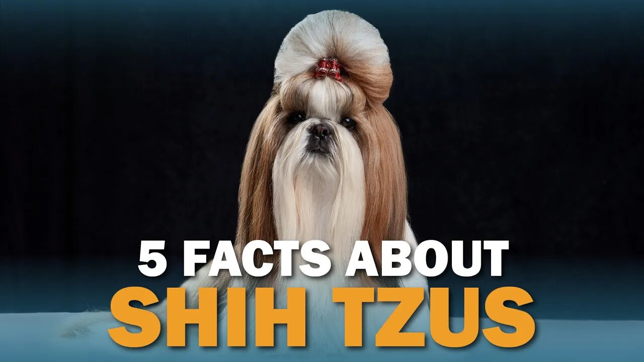 5 Shih Tzu Facts | Talkin Dogs