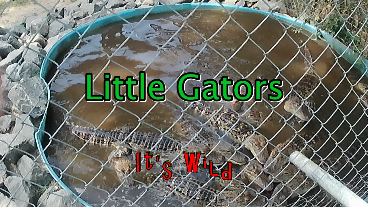 Feeding Little Gators