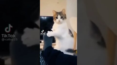 The animals | Cat | The cats #shorts #short #viral #youtubeshorts #tiktok #cat #usa