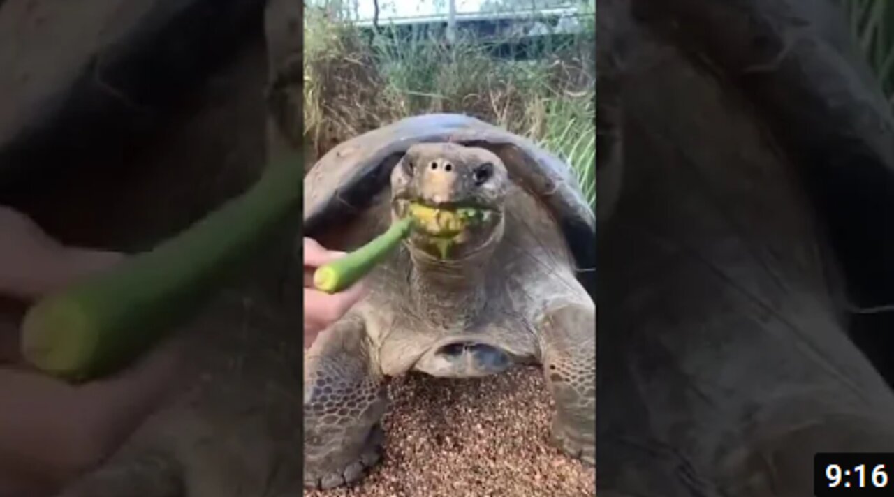 Best Funny Animal Videos of the year 2022