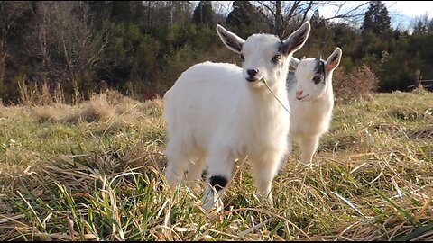 WE LOVE BABY GOATS GRAZING!