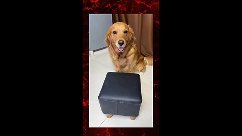 Intelligent dog video🔥🥵
