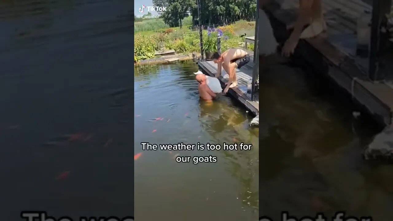 Goat Enjoying a Cool Swim During the Heat Wave