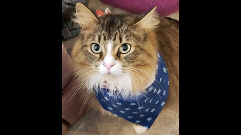 Happy Veterans Day From Petunia The Norwegian Forest Cat