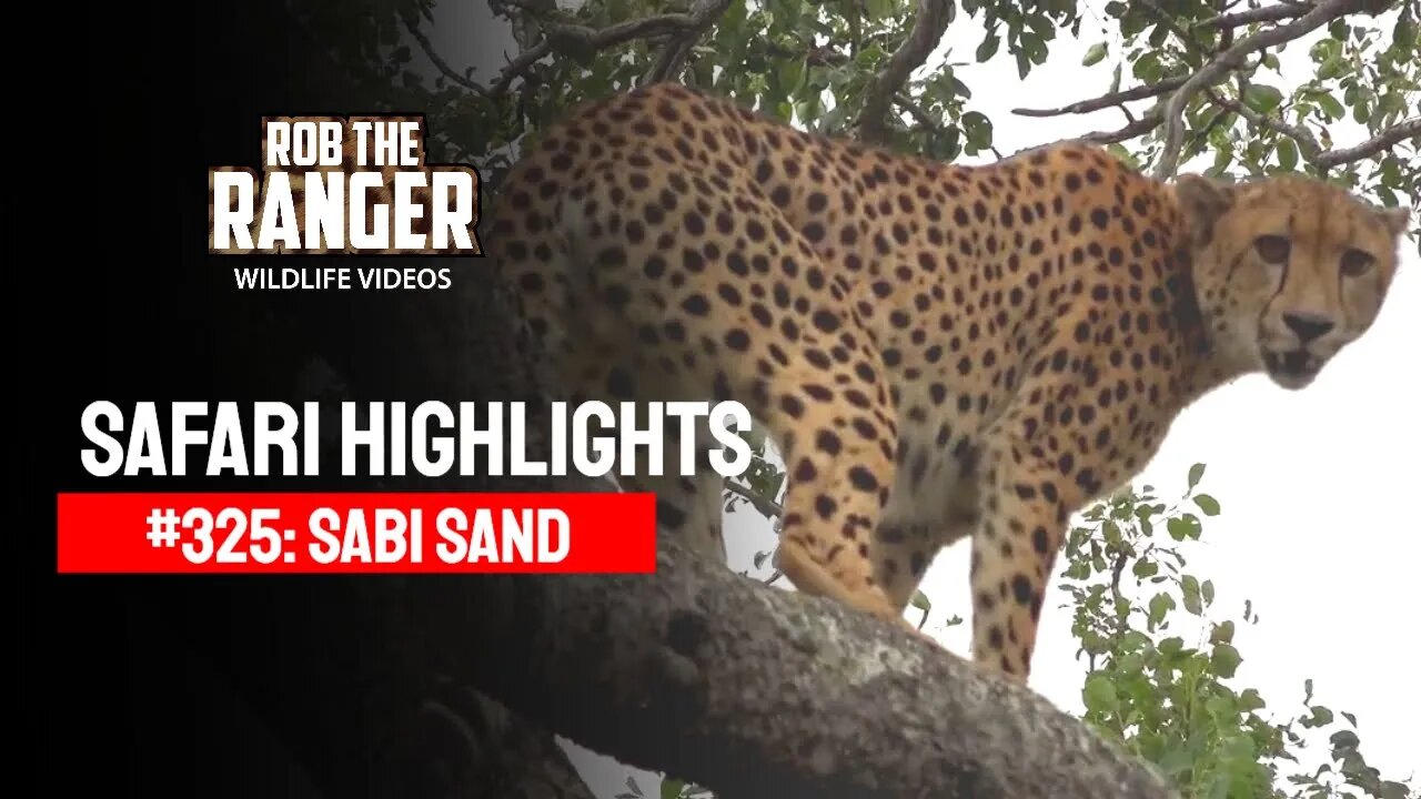 Safari Highlights #325: 21 - 23 February 2015 | Sabi Sand Nature Reserve | Latest Wildlife Sightings