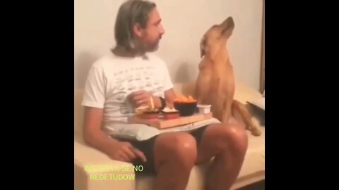 ZAP ZAP: CÃO DISCRETO