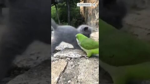 cute cat videos 😹 funny videos 😂😃