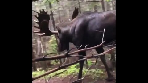 Moose Walking