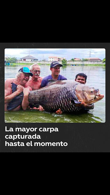 Pescan la carpa más grande del mundo en Tailandia