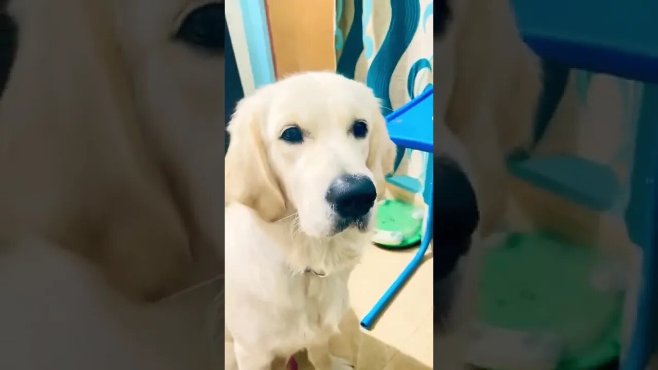 Golden Retriever | Random Archive video of Ghost |